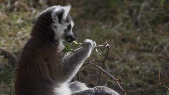 Lemur snacking on twigs zoom out from face