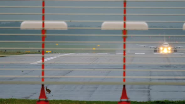 Hare on Runway of Dusseldorf Airport