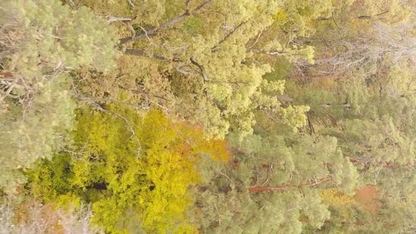 Vertical Video of an Autumn Forest During the Day in Ukraine