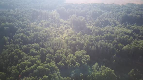 Aerial Video of Forest in Summer at Sunset. Countryside