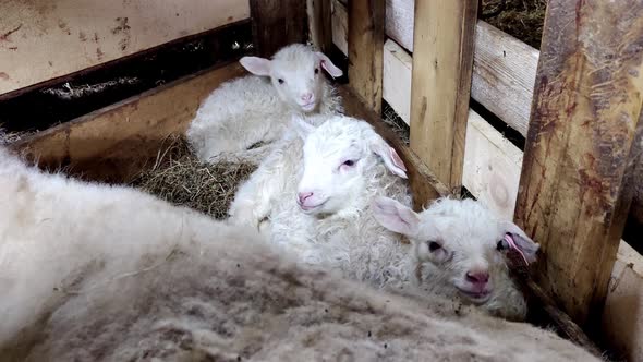 Three cute newborn lambs resting safely together with their mother sheep inside barn