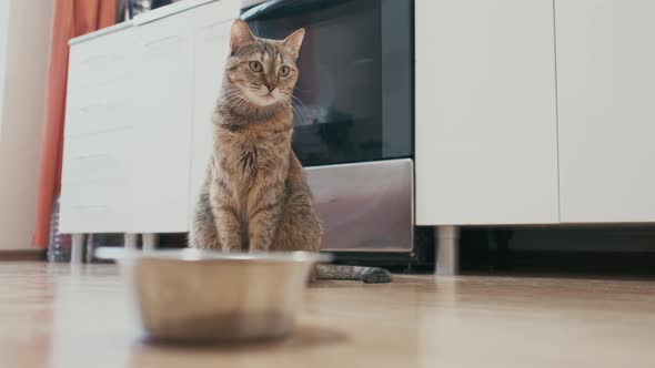 Domestic Ginger Cat Sits in the Kitchen