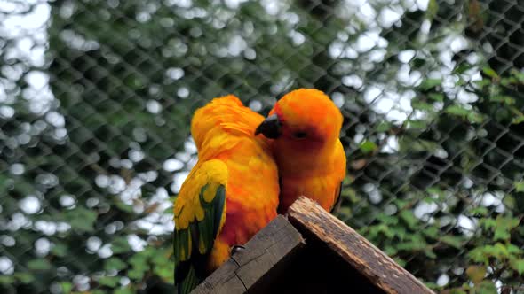 Beautiful Colorful Sun Conure (Aratinga Solstitialis Parrot) Birds on the Birdhouse Roof