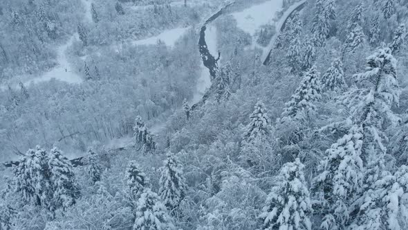 Aerial shot: spruce and pine winter forest completely covered by snow.