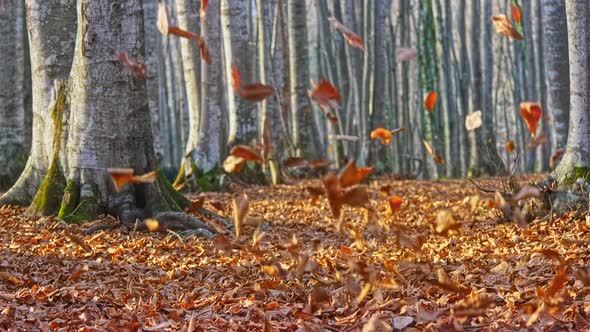 Autumn Fallen Leaves (2K)