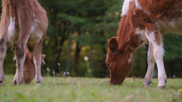 Close up of wild cows eating grass