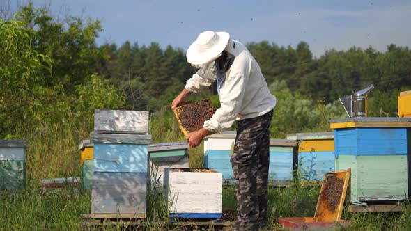 The beekeeper is holding a honey cell with bees in hands. Colorful apiaries in fruit garden.