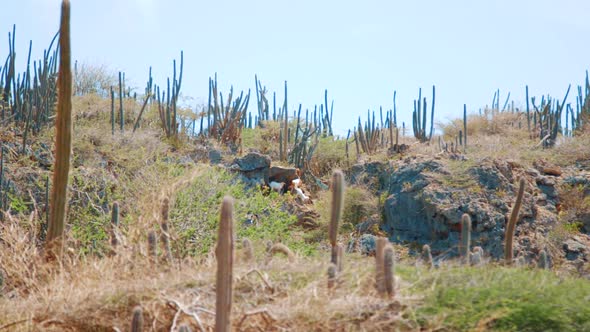 Slow motion mountain goats climbing down rocks in Curacao cactus filled desert