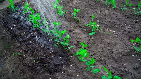 Watering Growing Peas in a Garden Bed in Slow Motion