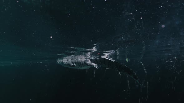 Crocodile swim on a lake, Tropical animals 4K