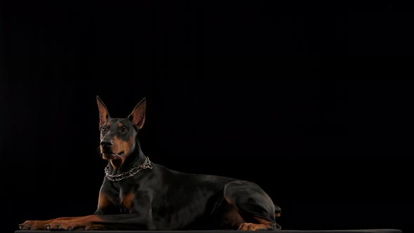 Doberman Pinscher Collar Lies Yawns Studio Black Background