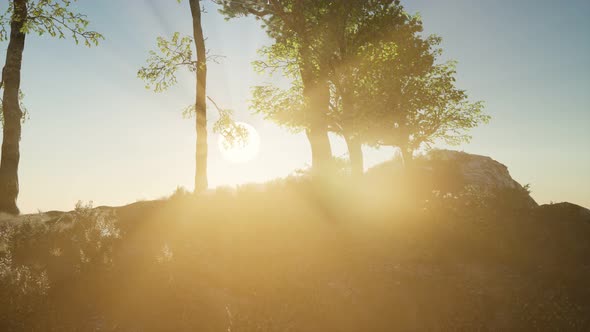 Trees on Rocks in Mountains at Sunset