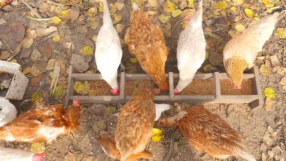 Chickens Eat Grain in the Feeder