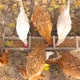 Chickens Eat Grain in the Feeder - VideoHive Item for Sale