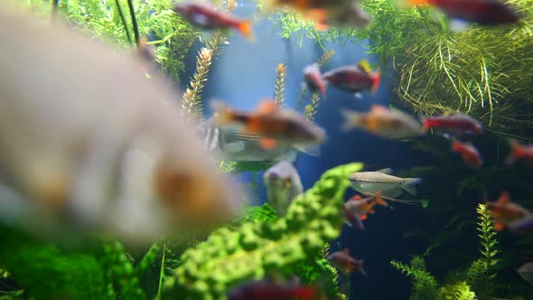 Group of Aquarium Fish swimming between water plants,algae and corals in clear freshwater,close up