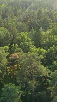 Aerial View of Trees in the Forest