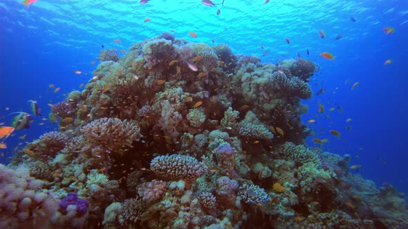 Blue Water background and Coral