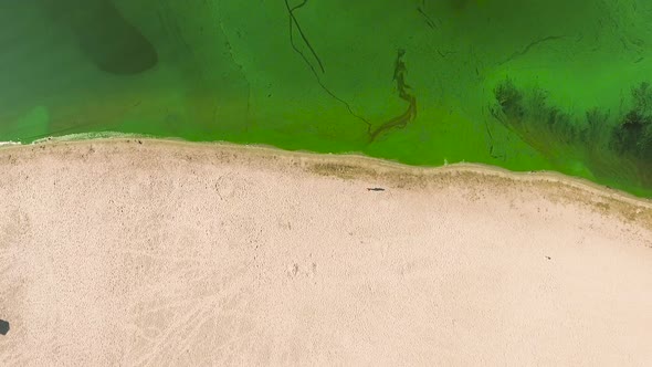 Aerial Top Down of Half Sandy Beach and Half Water Polluted with Green Algae