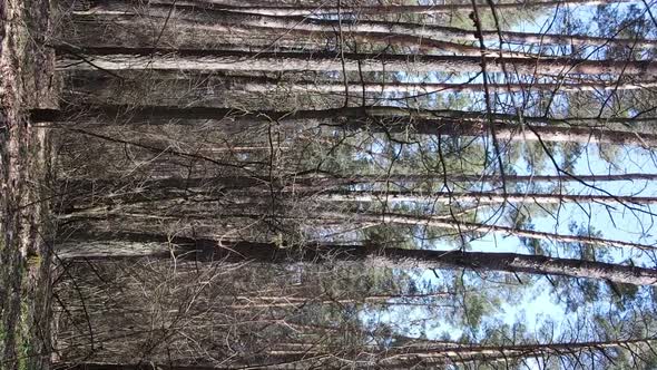 Vertical Video of Trees in a Pine Forest Slow Motion