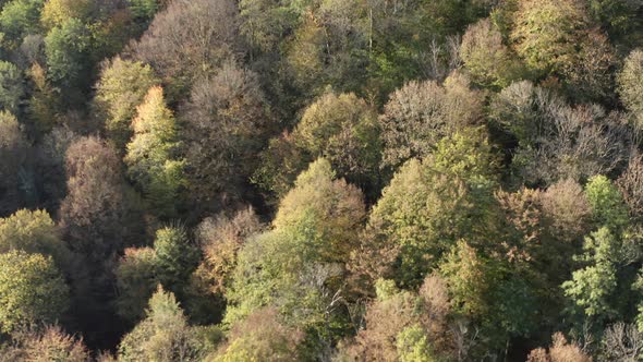 Panning Top Shot Autumn Trees Woodland with Lush Leaves and Dry Branches Amazing Wild Nature Scenery