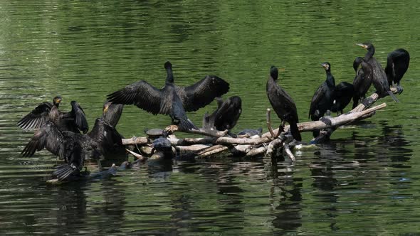 Group of great cormorants (Phalacrocorax carbo) at the lake