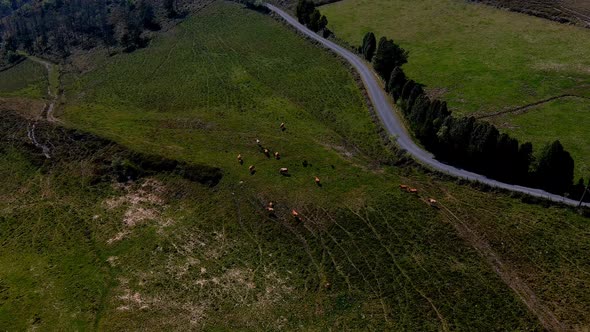 Cattle herd made up of organic cows grazing in a natural mountain environment in the wild and free n