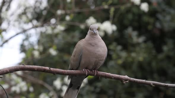 Collared Dove Streptopelia decaocto on branch. British Isles.