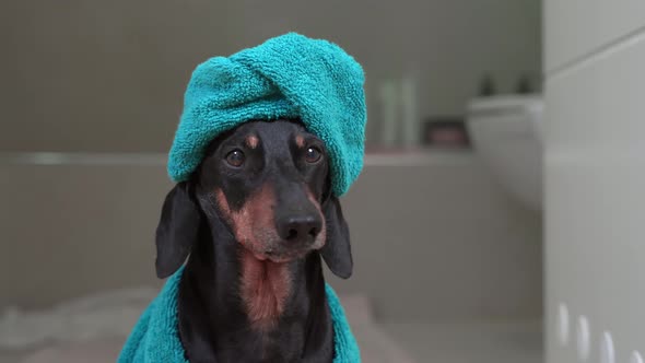 Beautiful Dachshund Dog in Bathrobe and with Towel Wrapped Around Its Head Like a Turban Stands in