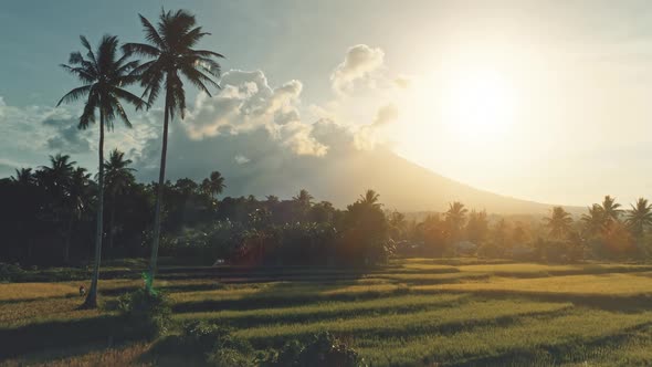 Sun Fields at Palm Trees Aerial