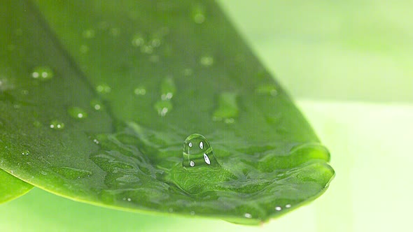 700711 Drop of Water falling on Leaf, Slow motion