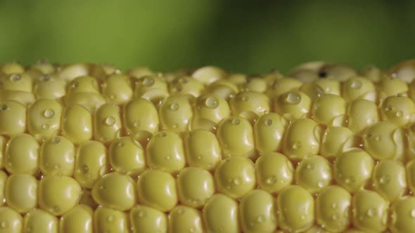 Rows of Yellow Corn on Cob in Shower