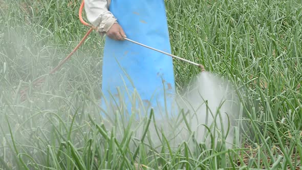 farmer spraying pesticide at onion field in thailand