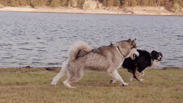 Dogs playing in lake water