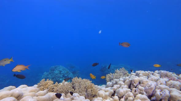 Underwater Tropical Sea Colourful Fish