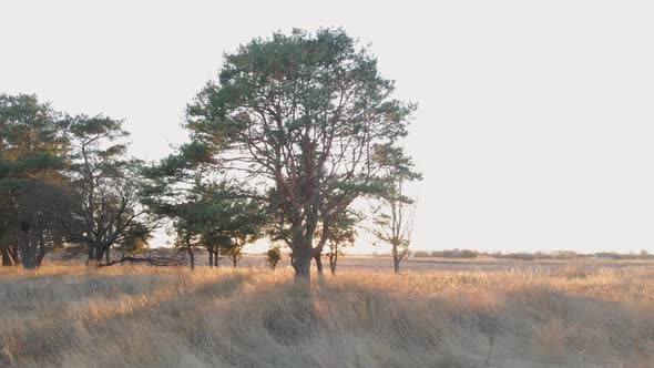 Pine Trees with Golden Hour Lighting