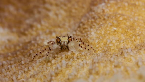 A small Boxer crab holding Anemones in its claw for defence