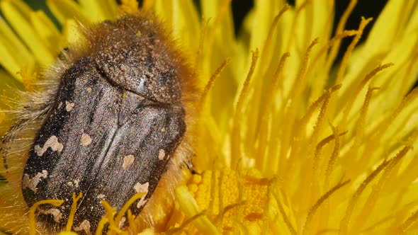 Macro shot of flower bug pollinating yellow dandelion flower during sunny day