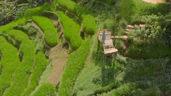 Aerial Shot of a Beautiful Young Woman in a Blue Dress That Visits Famous Tegalalang Rice Terraces