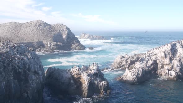 Pelicans Flock Rocky Cliff Island Ocean Point Lobos California