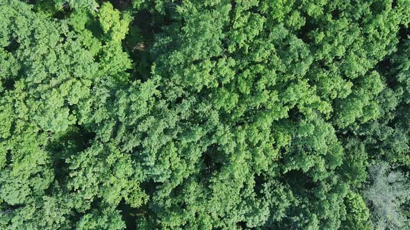 Aerial view of the trees. Flying a drone over the forest. Green tree crowns on top. Save the planet