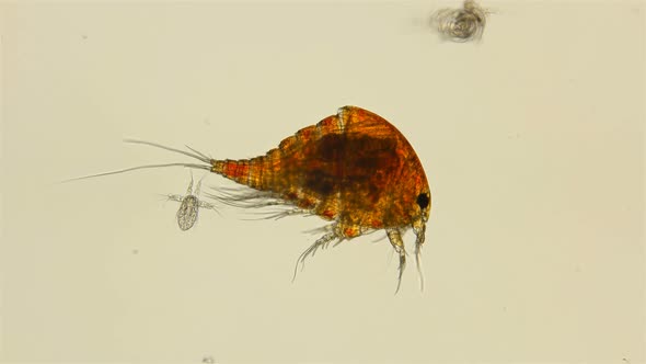 Zooplankton of the Black Sea Under a Microscope. Copepoda Family of Crustaceans From the Order