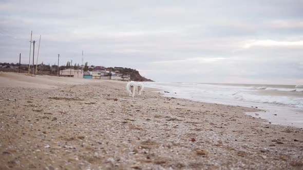 Two Samoyed Dogs are Playing on the Beach Running on Sand Together