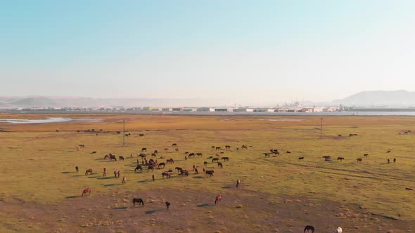 Yilki Horses In Kayseri, Turkey