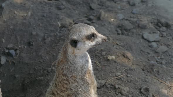 The Meerkat Surveys the Area