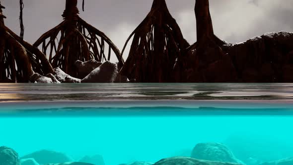 Above and Below the Sea Surface Near Mangrove Trees