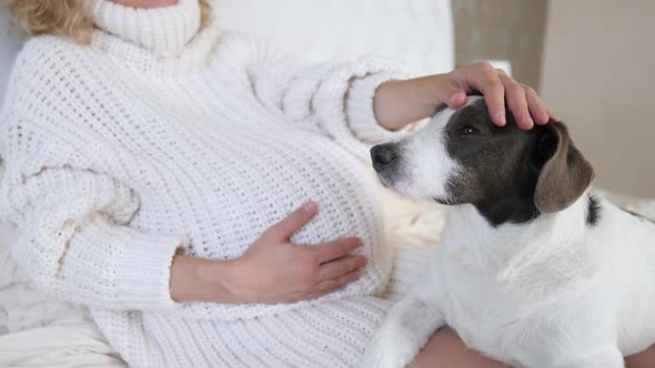 Pregnant Woman Belly And Dog Looking At Young Future Mother With Love
