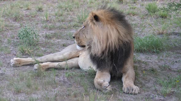 Male lion resting at the savanna 