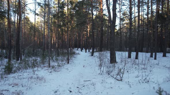 Winter Forest Trail