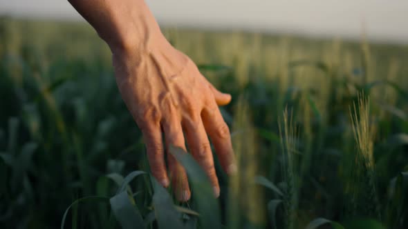 Agronomist Hand Run Spikelets Wheat Field Close Up