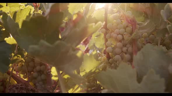 Juicy grapes hanging in green foliage in vineyard